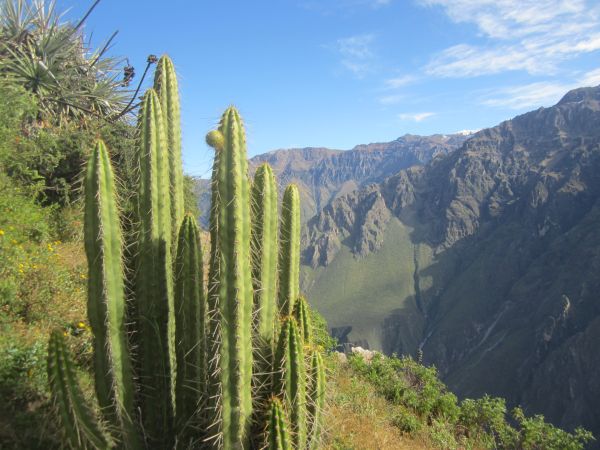 Peru Wandern: Colca Canyon