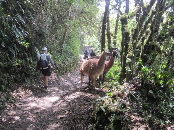 Peru Wandern: Begegnung mit Lamas