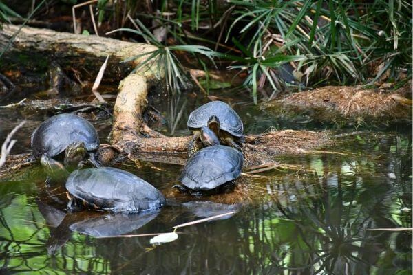 Kolumbien Natur: Schildkröten